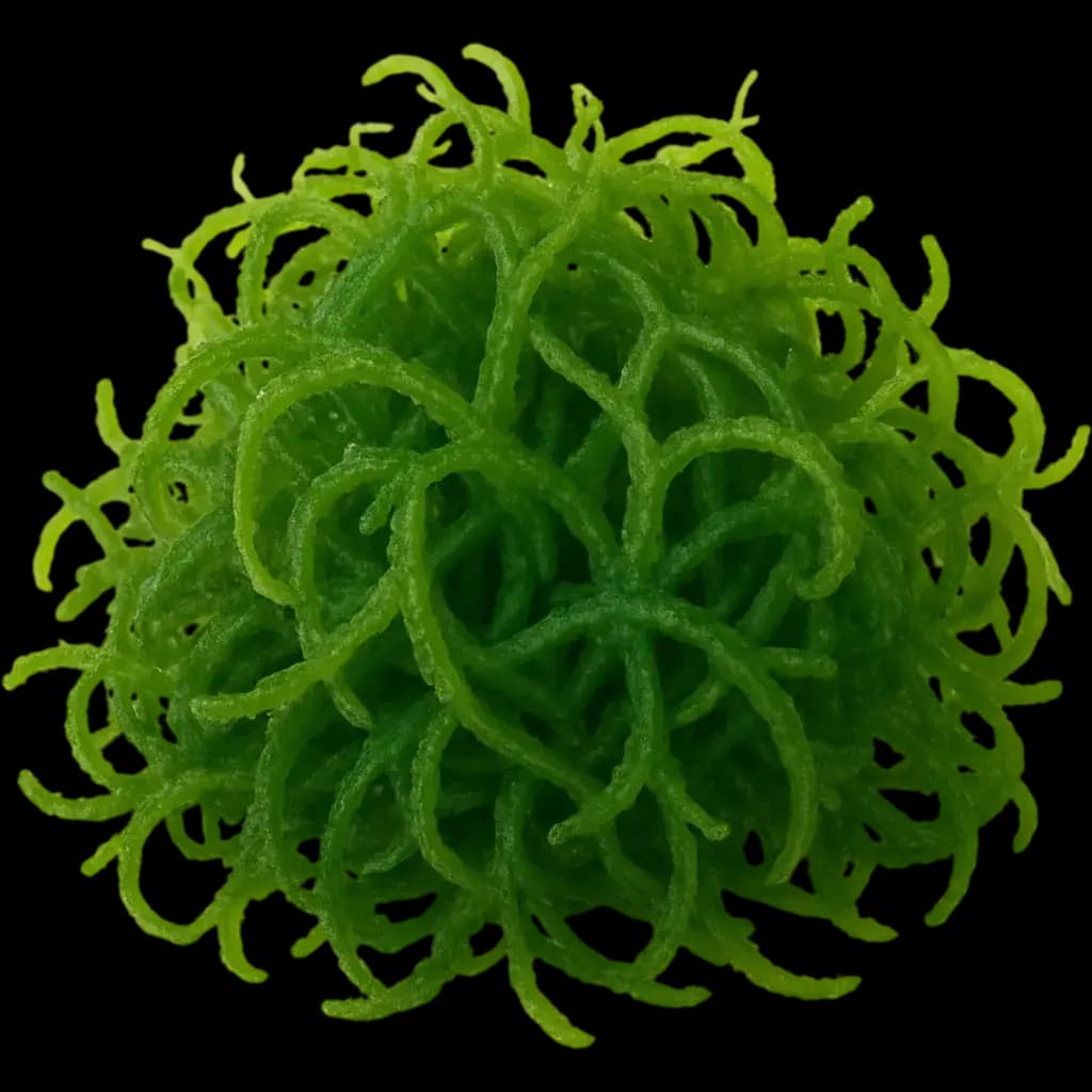 Algae