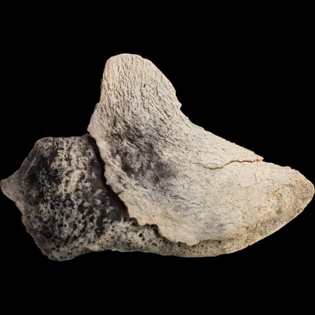 Ambergris