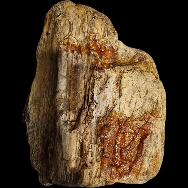 Amberwood