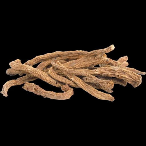 Angelica