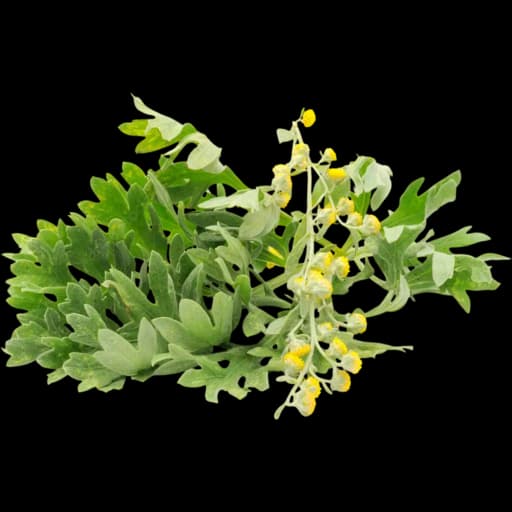 Artemisia