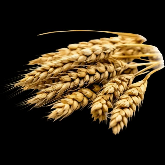 Barley