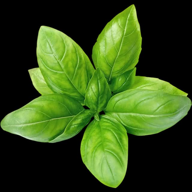 Basil