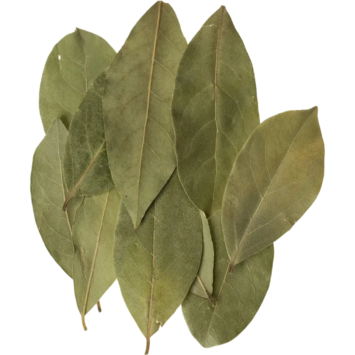 Bay Leaf