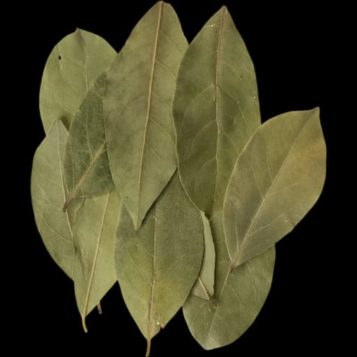 Bay Leaf