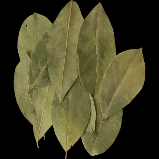 Bay Leaf