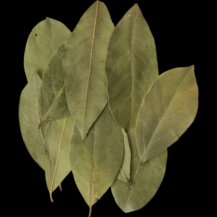 Bay Leaf