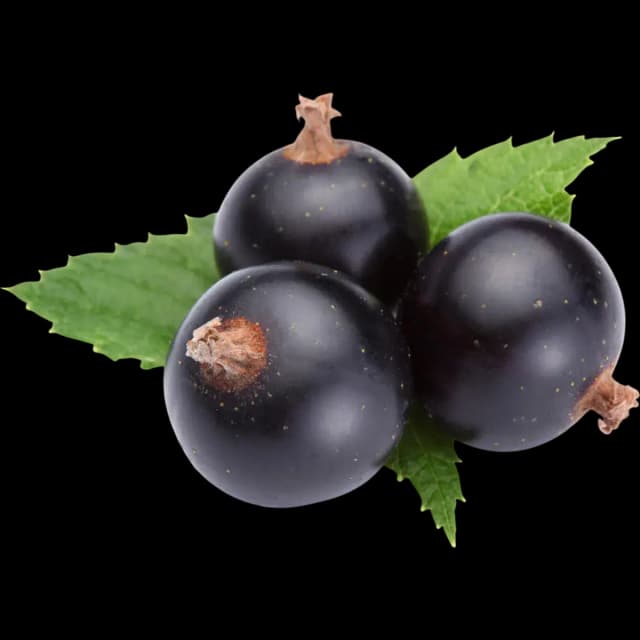 Black Currant