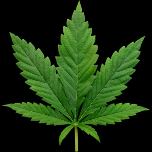 Cannabis