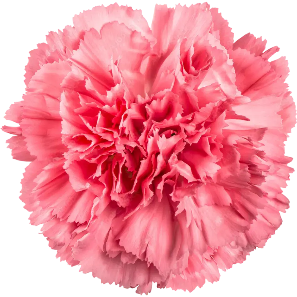 Carnation