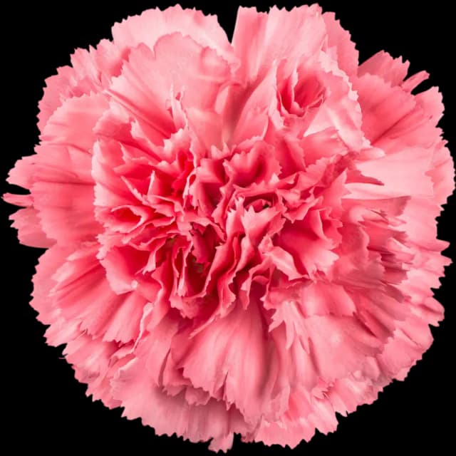 Carnation