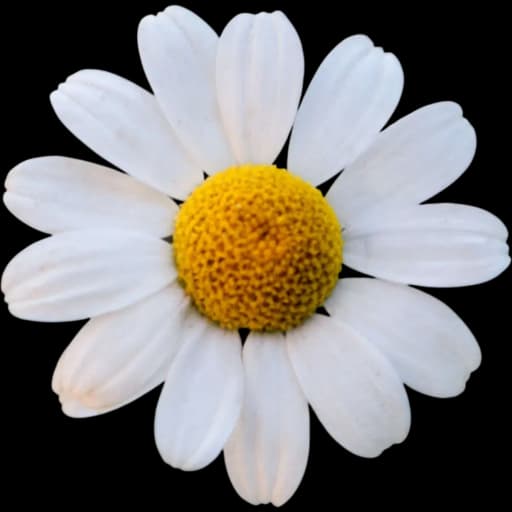 Chamomile