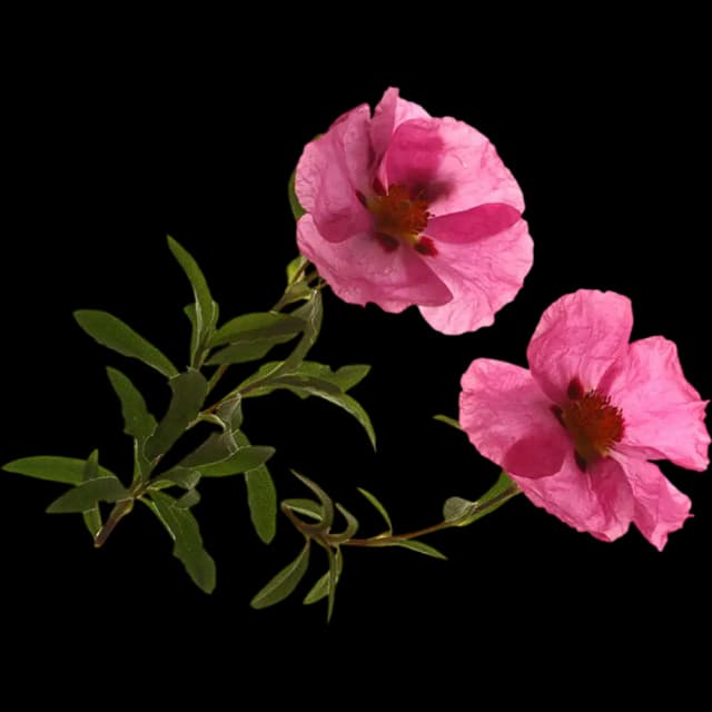 Cistus