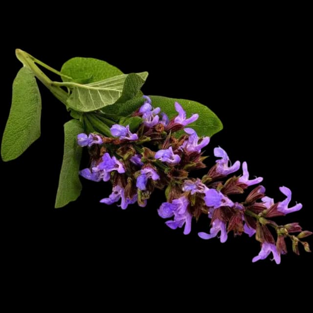 Clary Sage