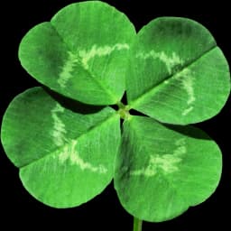 Clover