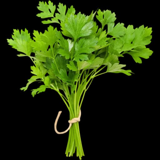 Coriander