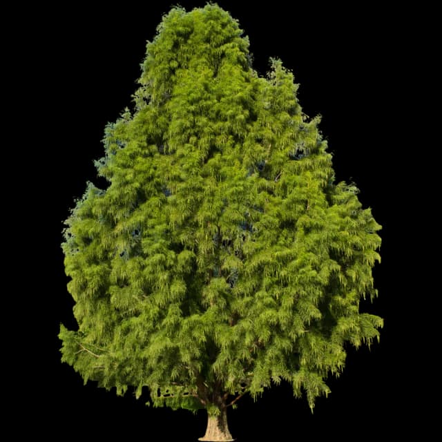 Cypress