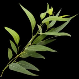 Eucalyptus