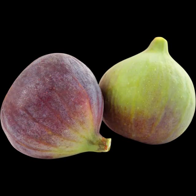 Fig
