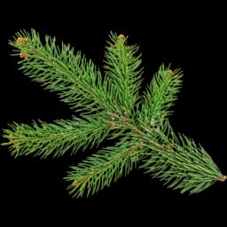 Fir