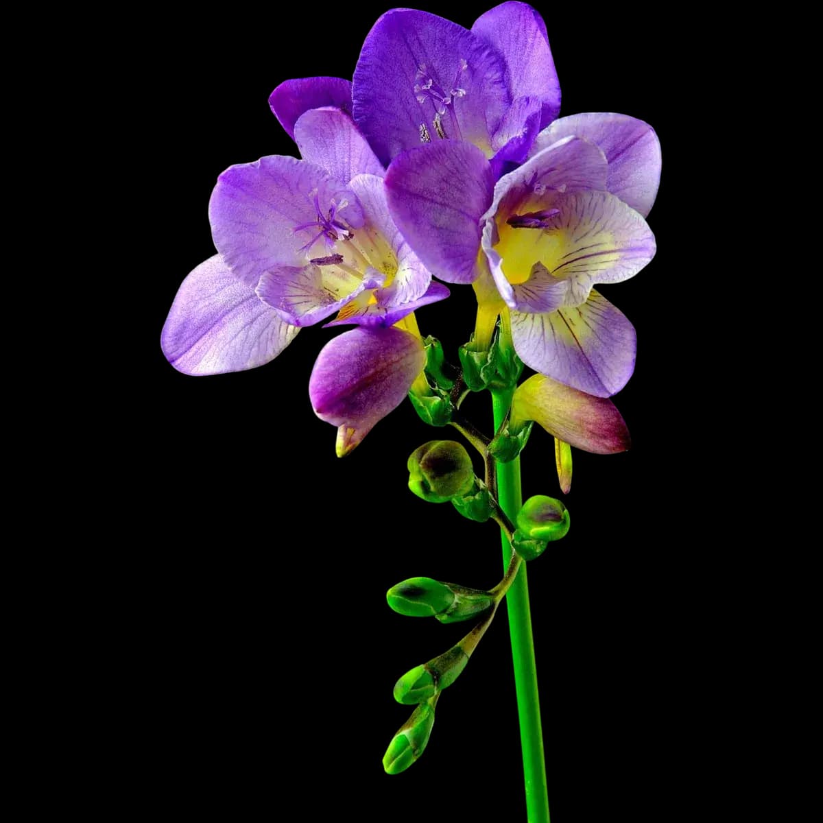 Freesia