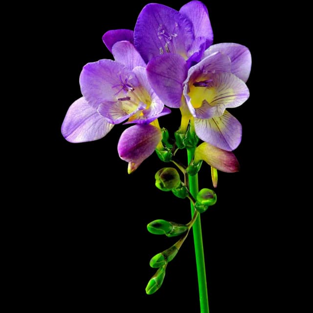 Freesia