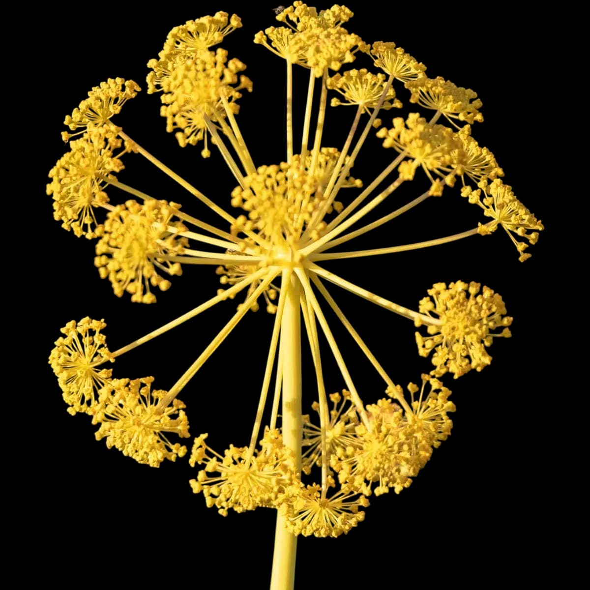 Galbanum