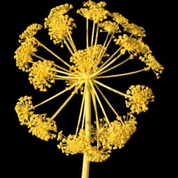 Galbanum