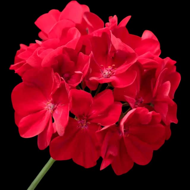 Geranium