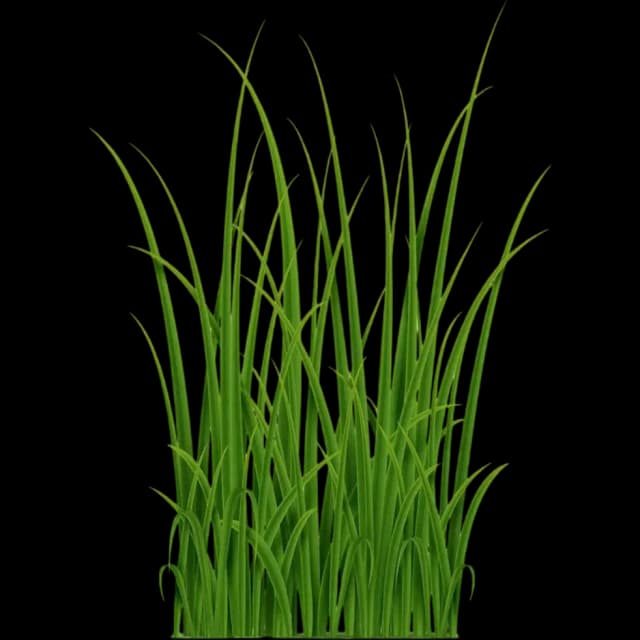 Greens