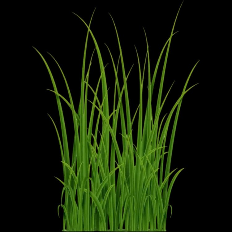Greens
