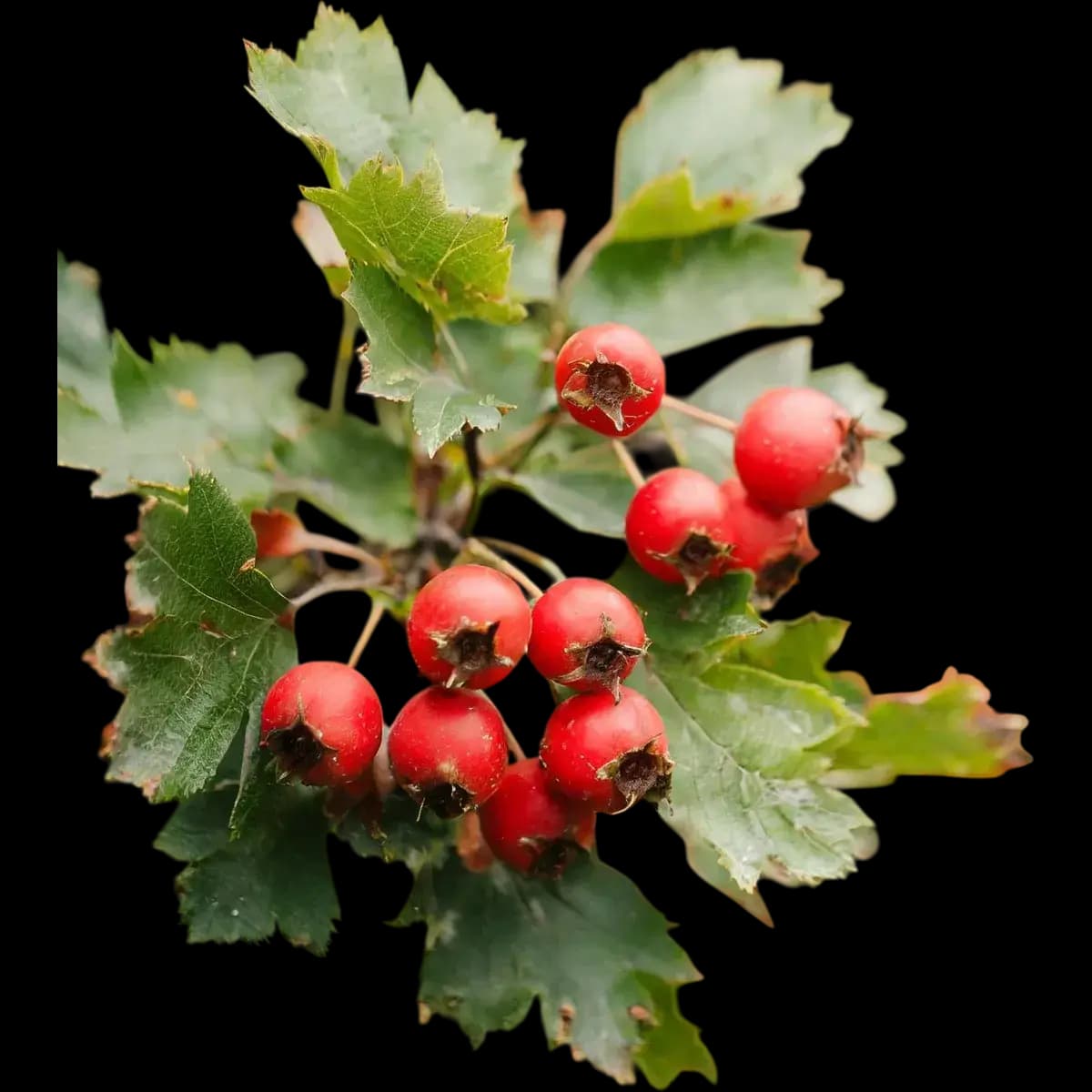 Hawthorn
