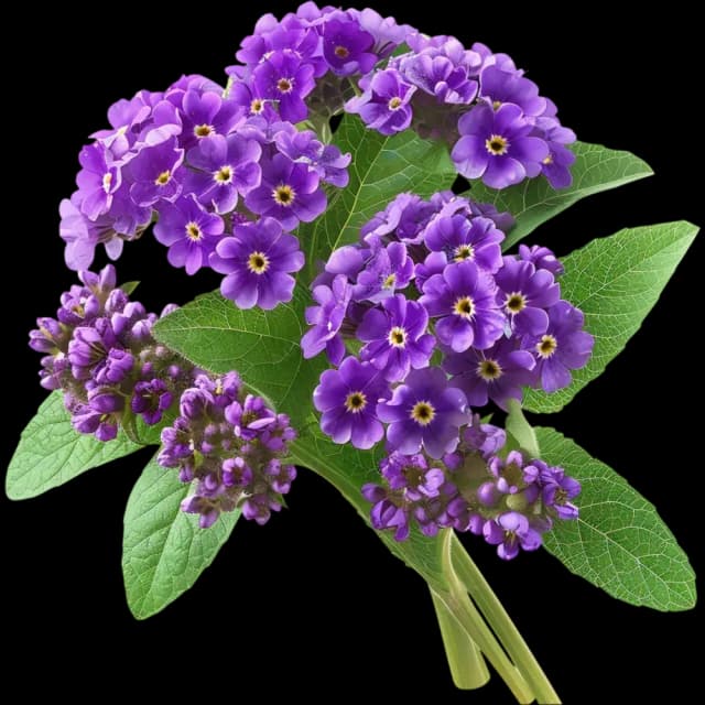 Heliotrope