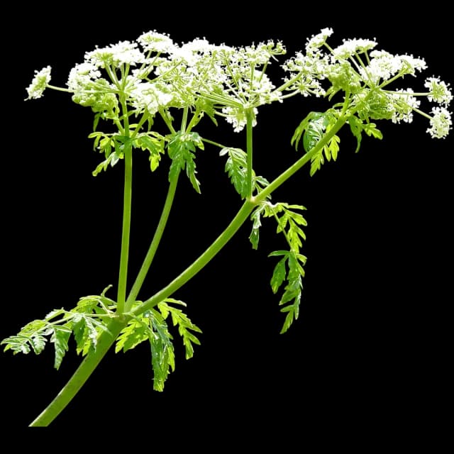 Hemlock
