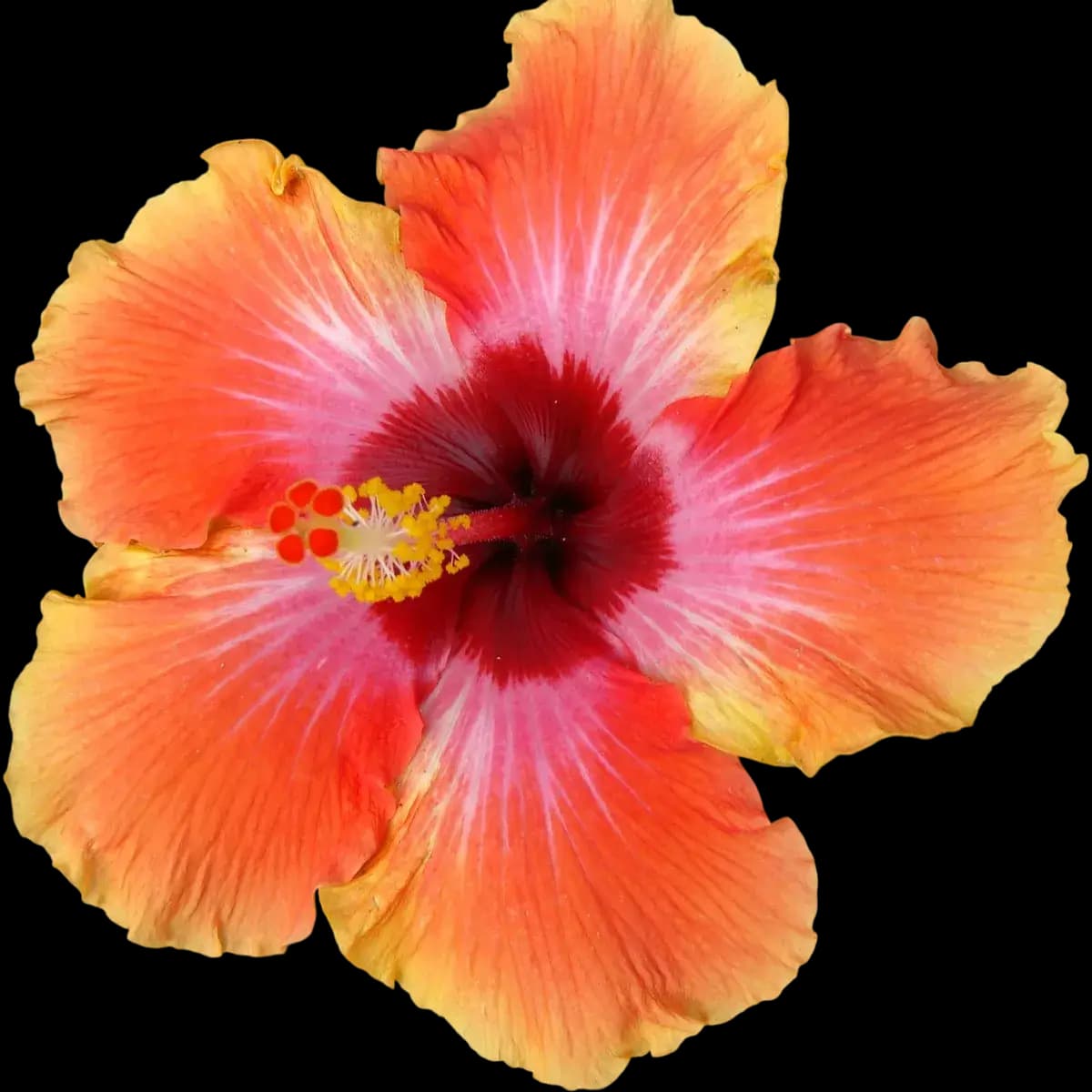 Hibiscus