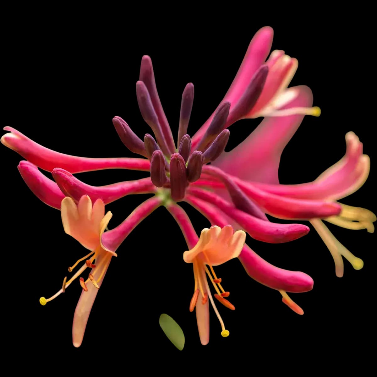 Honeysuckle