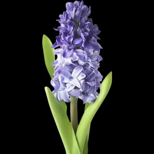 Hyacinth