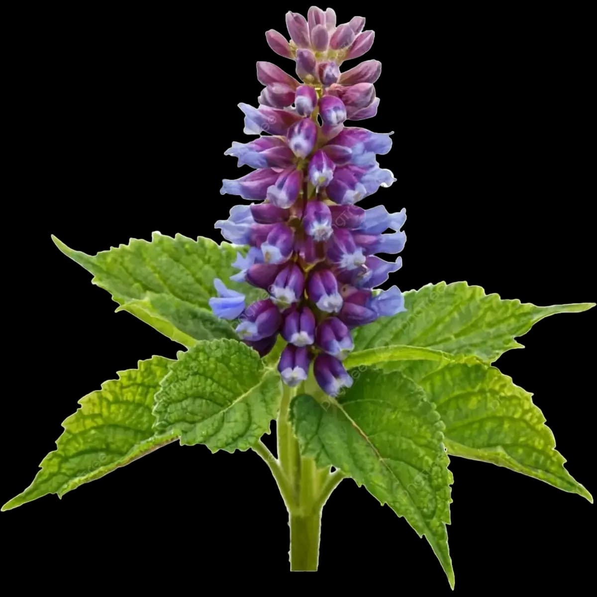 Hyssop