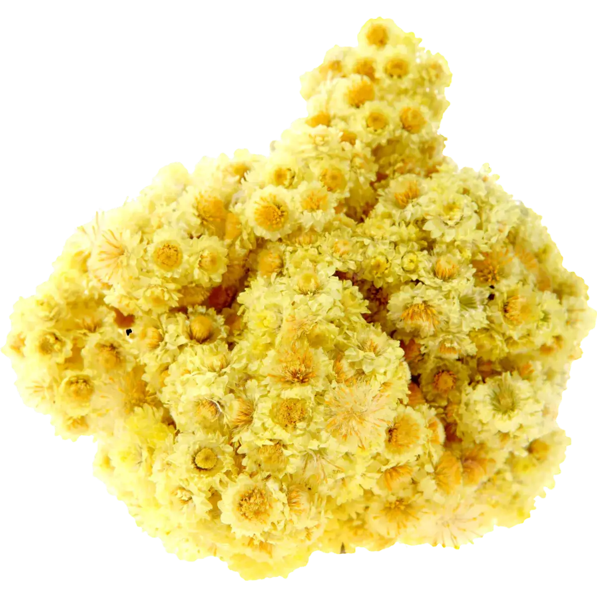 Immortelle