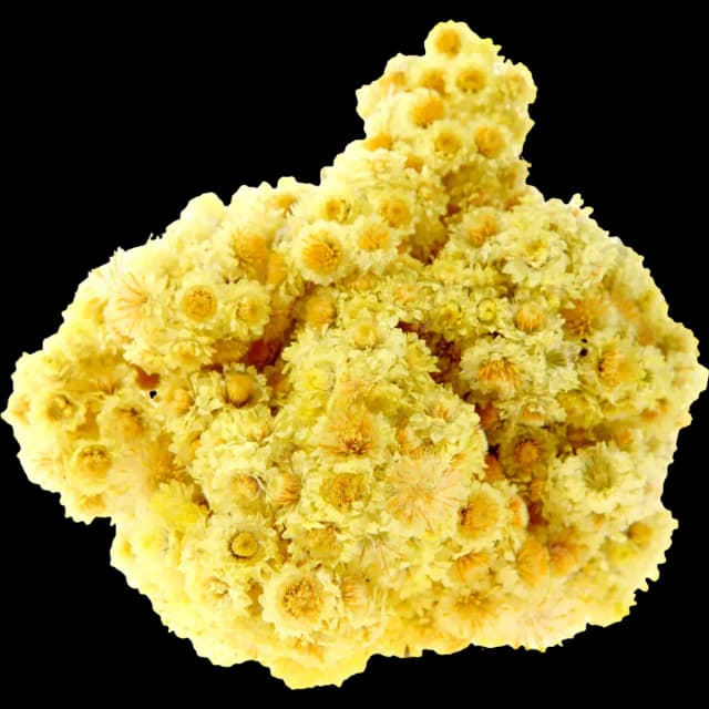 Immortelle
