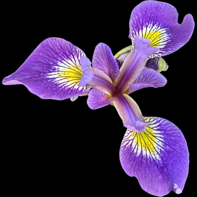 Iris