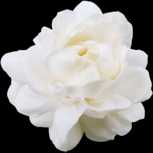 Jasmine
