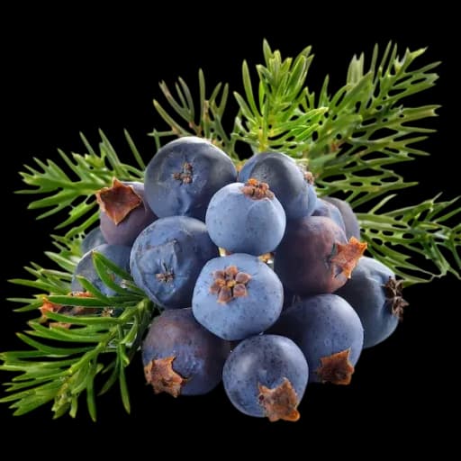 Juniper Berries
