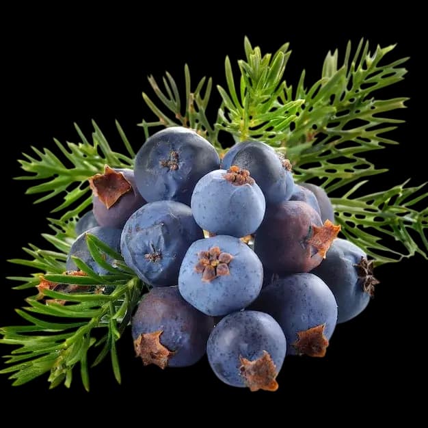 Juniper Berries