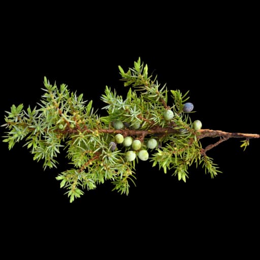 Juniper