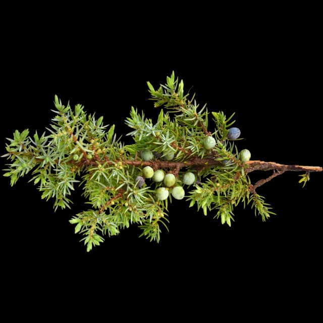 Juniper