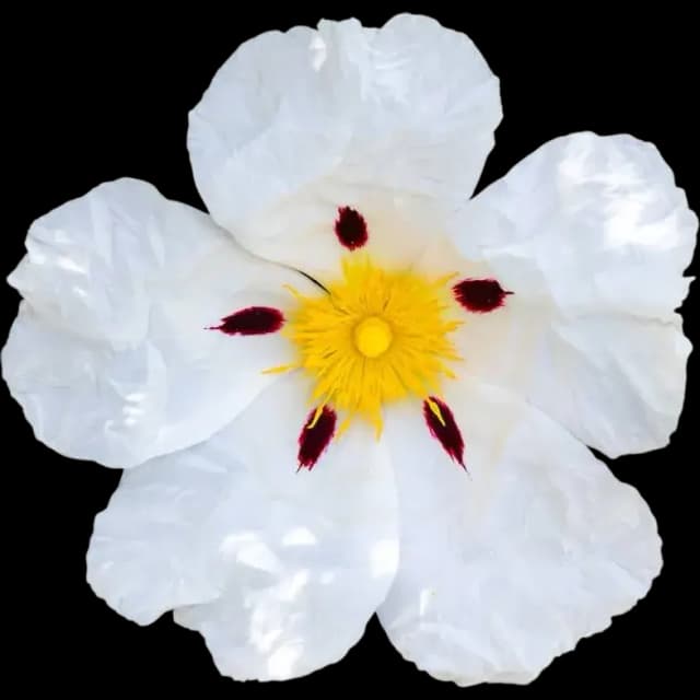 Labdanum