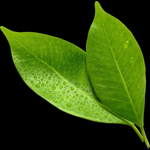 Leaves