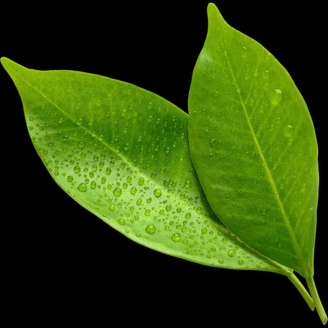 Leaves