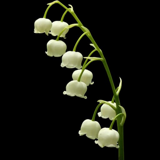 Lily of the Valley